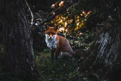 Portrait of fox on tree trunk in forest