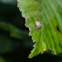 Close up of leaves