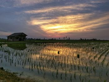 Scenic view of rural landscape at sunset