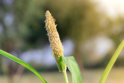 Close-up of flowering plant