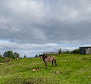 Horses in a field