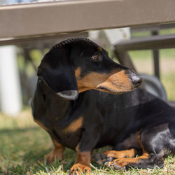 Close-up of a dog