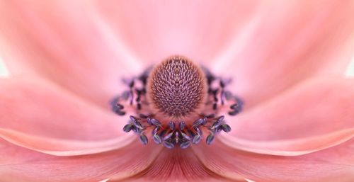 Close-up of pink flower