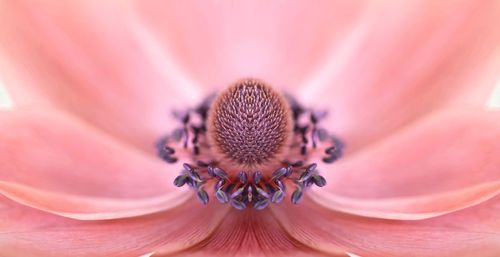 Close-up of pink flower