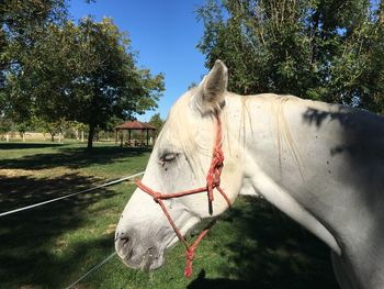 Close-up of horse on field