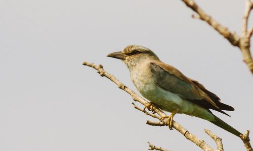 Low angle view of bird perching on branch against sky