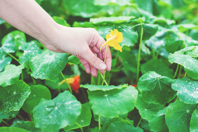 Hand picking nasturtium, nasturtium flowers and leaves harvesting tropaeolum majus in organic garden