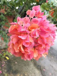 Close-up of pink flowers blooming outdoors