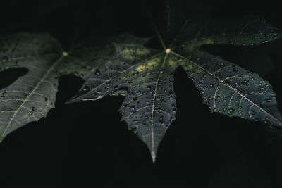 Close-up of water drops on maple leaves during rainy season
