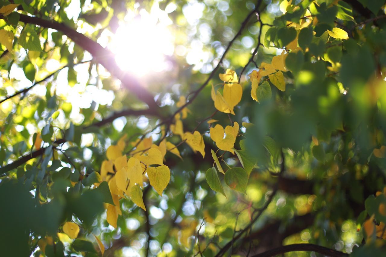 branch, tree, growth, yellow, low angle view, nature, leaf, sunlight, beauty in nature, freshness, focus on foreground, flower, close-up, day, outdoors, no people, tranquility, twig, plant, fragility