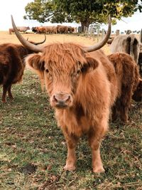 Cows standing in a field