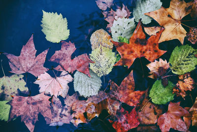 High angle view of maple leaves floating on water