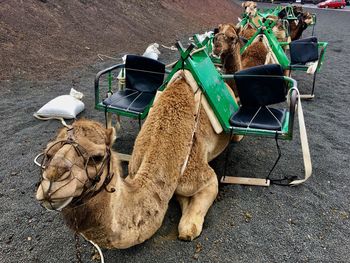 High angle view of camel resting on cart