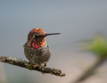 Close-up of bird perching outdoors