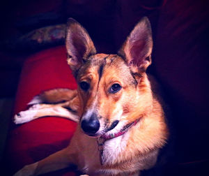 Close-up portrait of dog relaxing