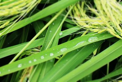 Close-up of water drops on grass
