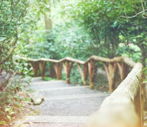 Footpath amidst trees in park