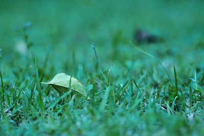 Close-up of fresh green grass in field