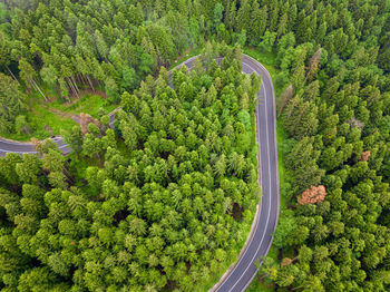 Winding road trough dense pine forest. aerial drone view, top down