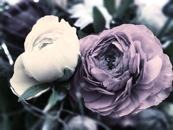 Close-up of white rose