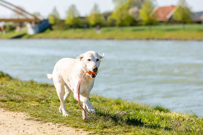 Dog on a field