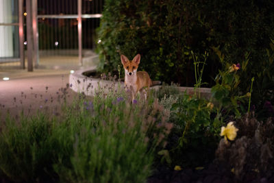 View of an animal on grass