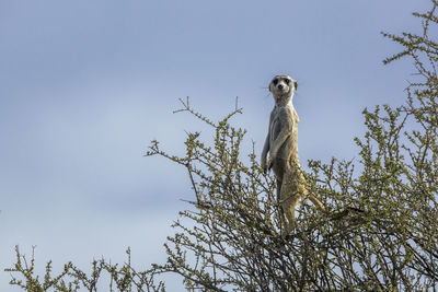 Meerkat observing front tree