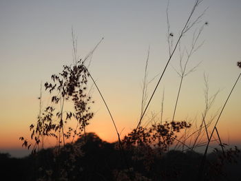 Low angle view of silhouette plants on field against sky during sunset