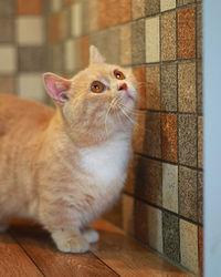 Close-up of a cat looking away