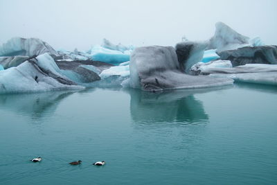 Ducks swimming in lake during winter