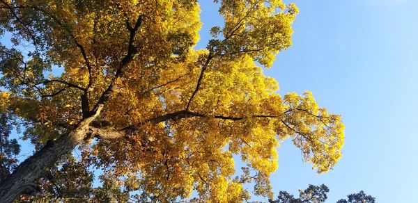 Low angle view of autumnal trees against clear sky