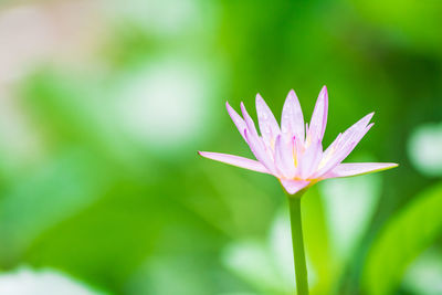 Close-up of pink water lily