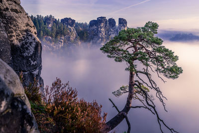 View of trees against cloudy sky