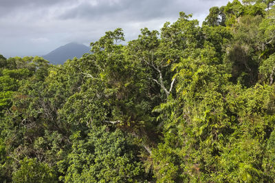 View of trees in the forest