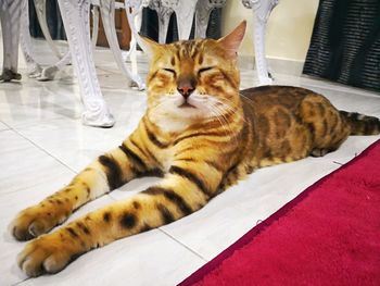 Portrait of a cat sitting