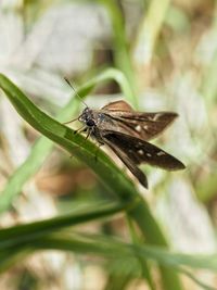 Close-up of insect