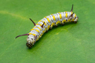 High angle view of insect on leaf