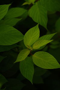 Full frame shot of leaves
