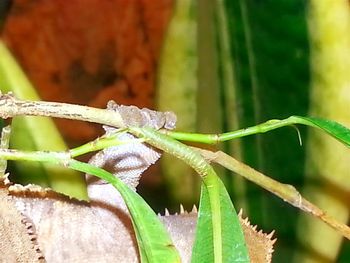 Close-up of insect on plant