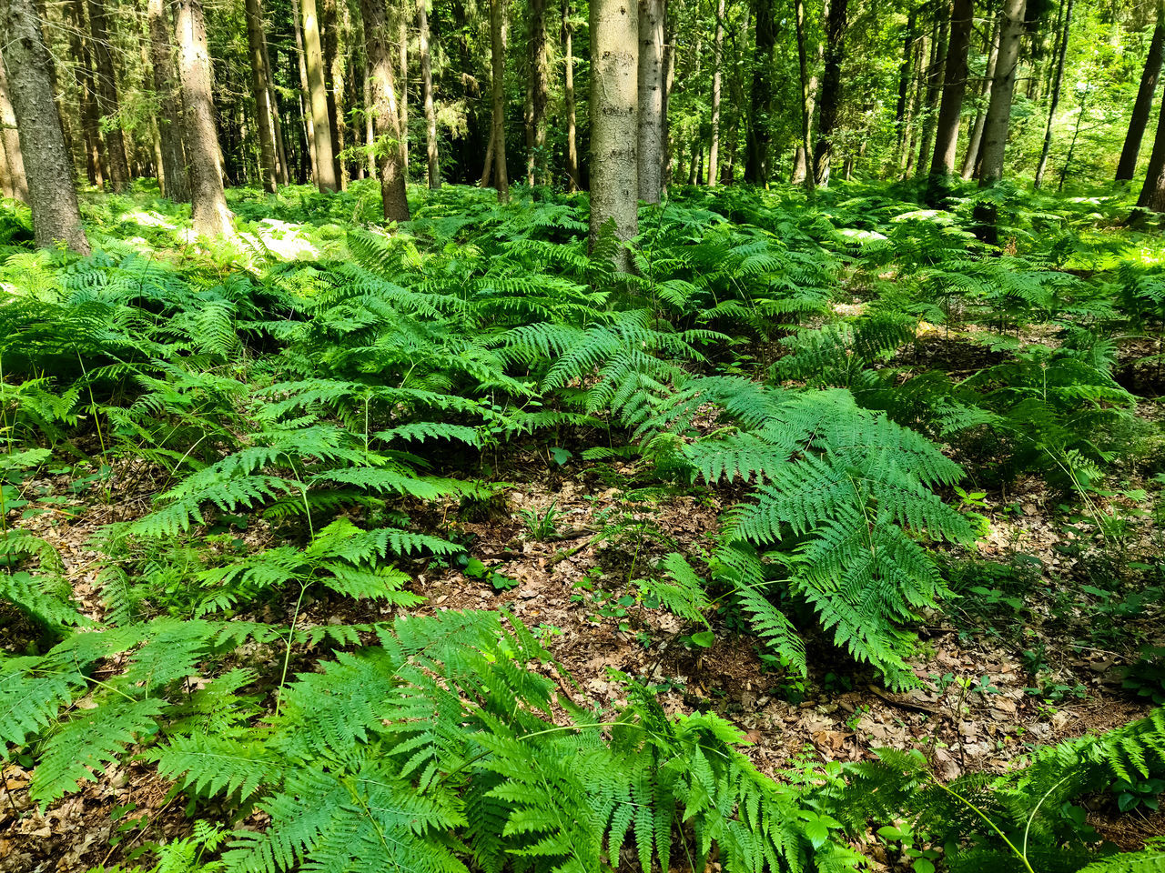 TREES AND PLANTS GROWING ON LAND