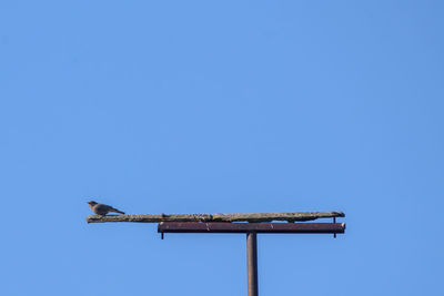 Low angle view of bird perching on pole against clear sky