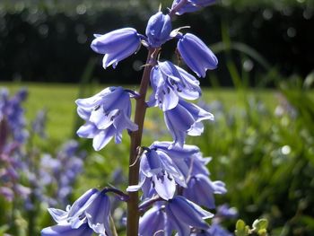 Close-up of purple flowers