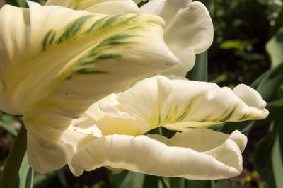 Close-up of white flowering plant