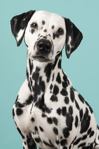 Close-up portrait of a dog