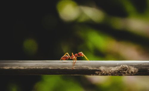 Close-up of ant