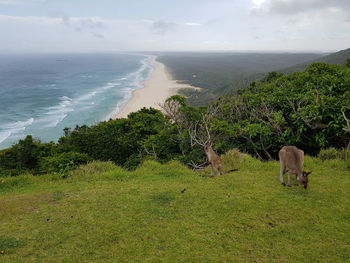Scenic view of sea against sky