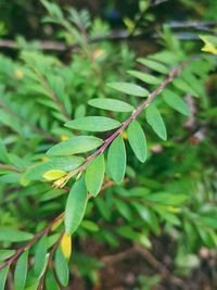 Close-up of fresh green leaves on plant