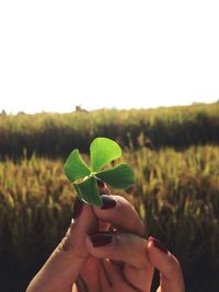 Cropped image of hand holding plant