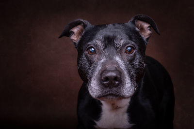 Close-up of black dog