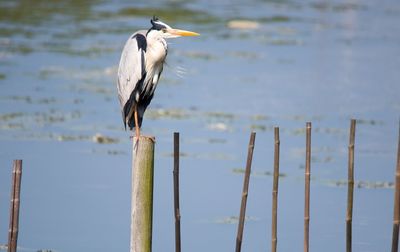 Heron perching on wooden post by lake